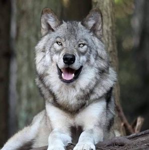 Meet your Posher, Alton